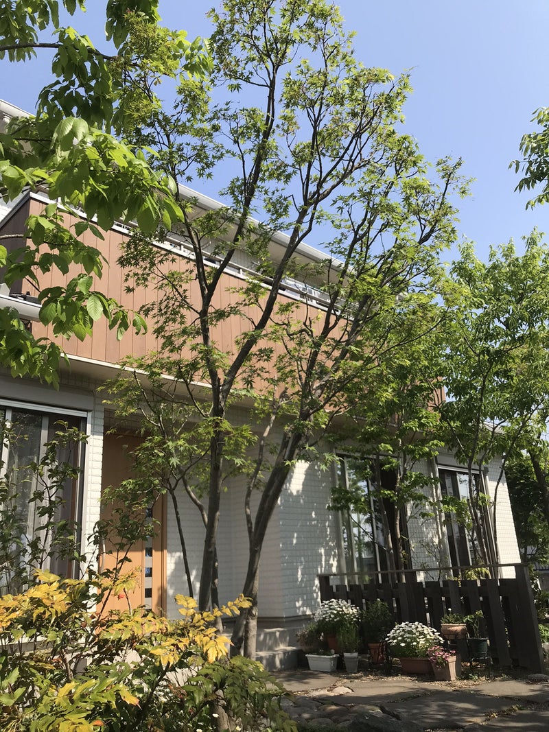 大さわ造園の剪定作業