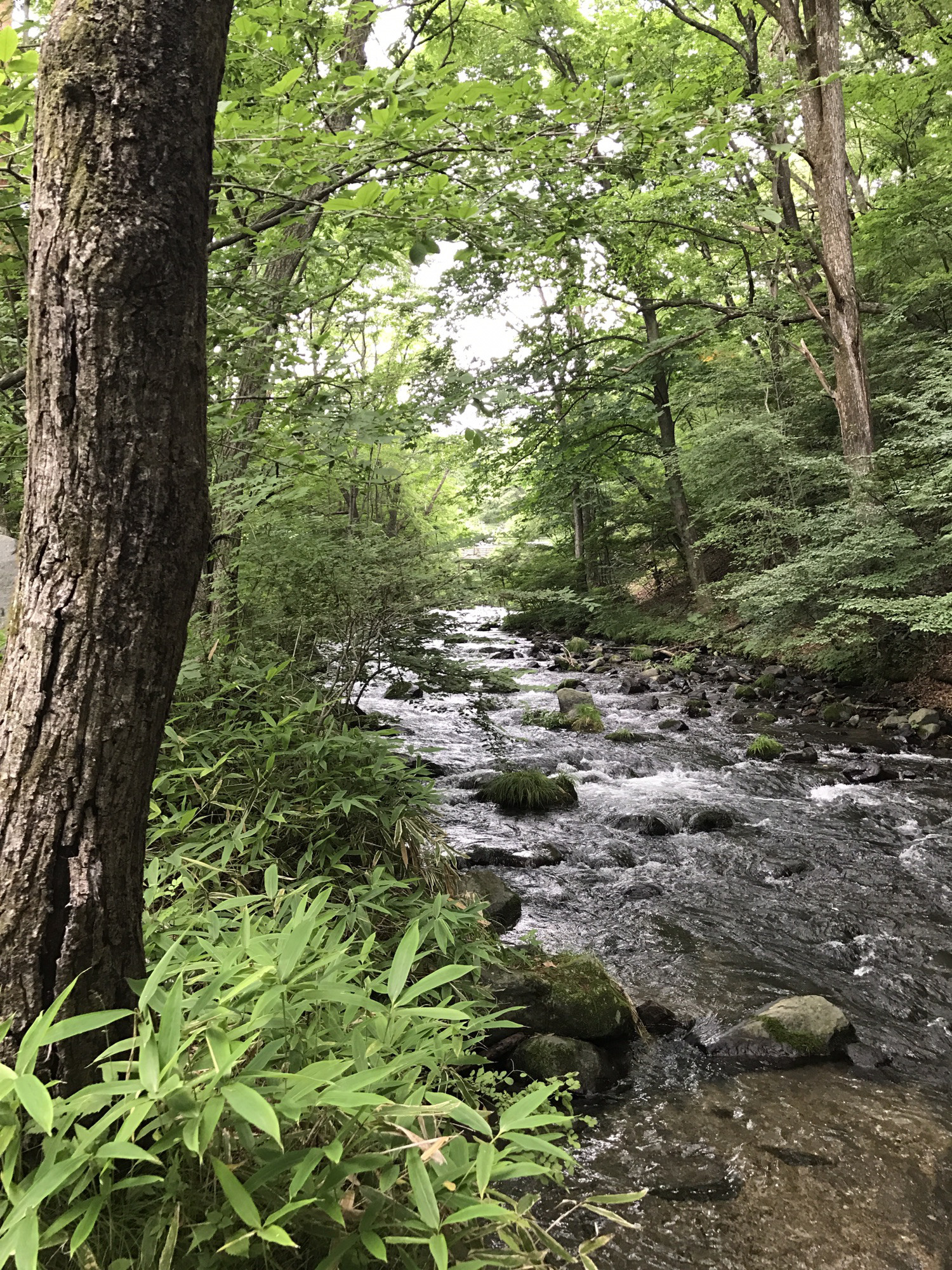 大さわ造園の庭・植栽