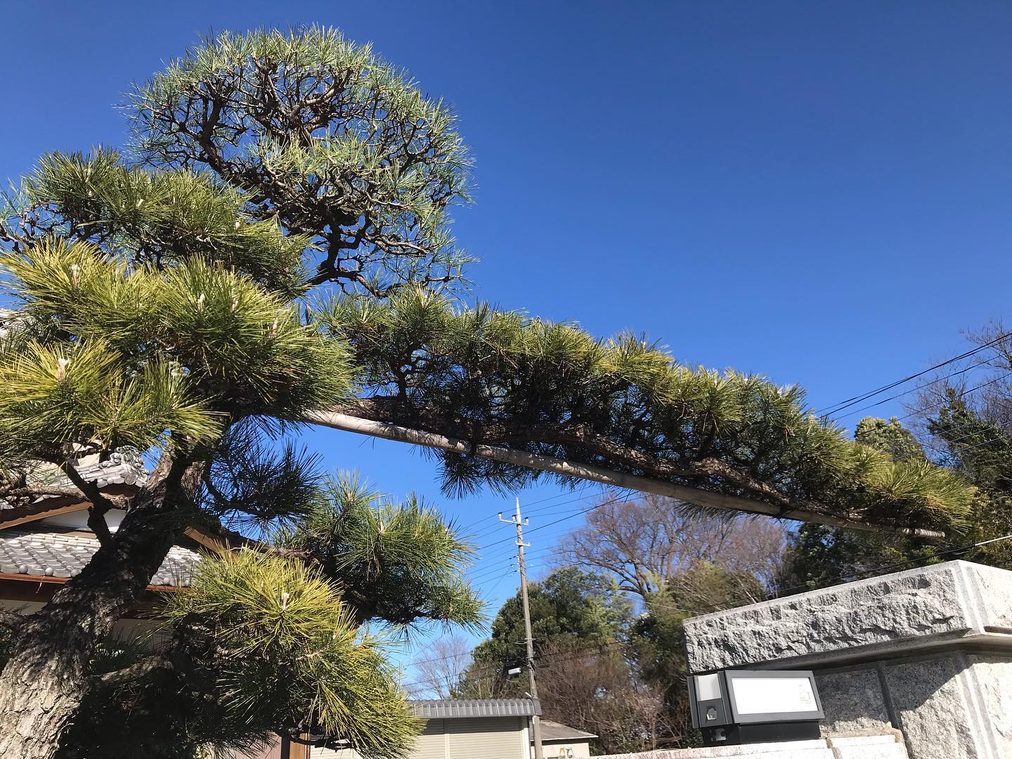 庭木の剪定・伐採